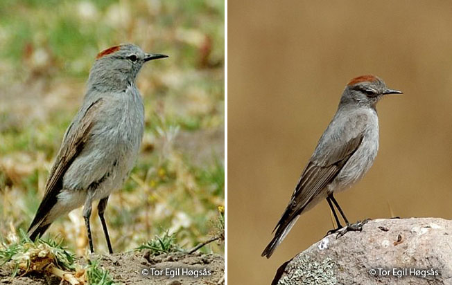 rufous-naped_ground-tyrant