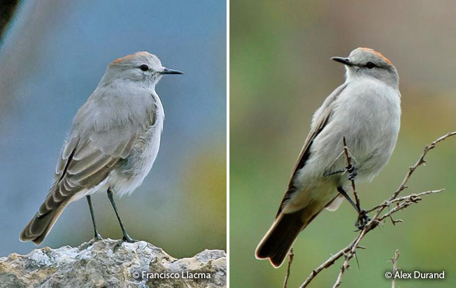 rufous-naped_ground-tyrant