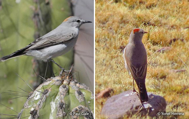 rufous-naped_ground-tyrant