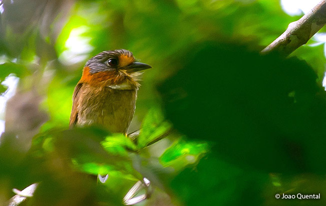rufous-necked_puffbird