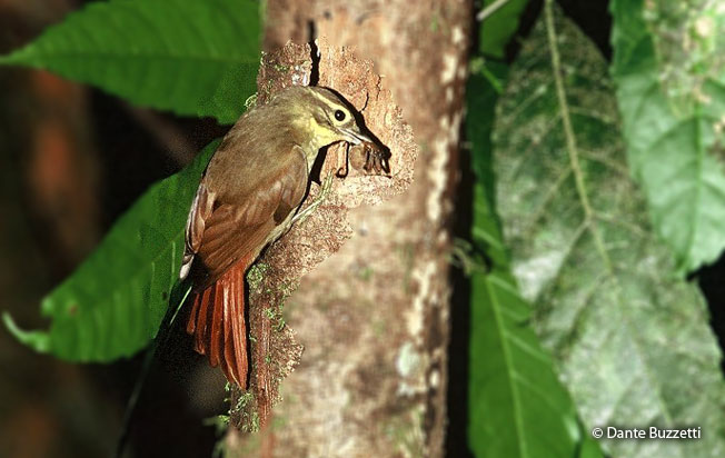 rufous-rumped_foliage-gleaner