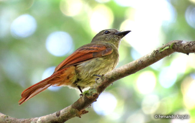 rufous-tailed_flatbill