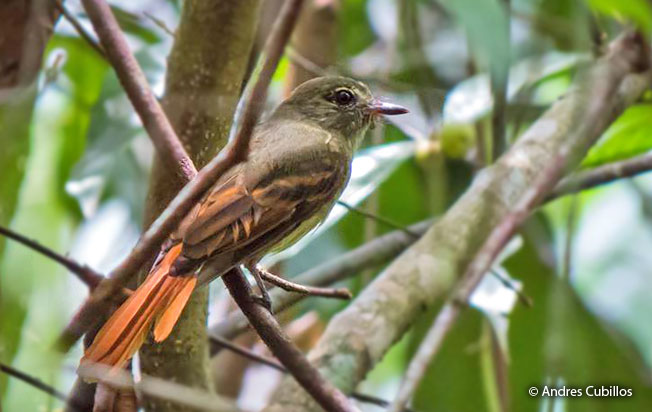 rufous-tailed_flatbill