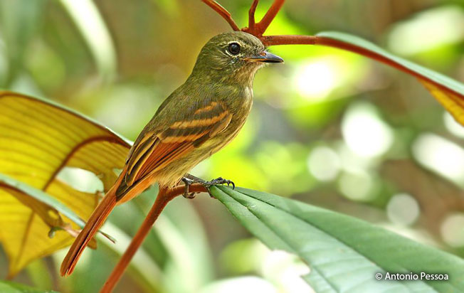 rufous-tailed_flatbill