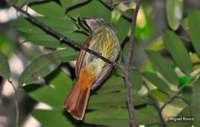 rufous-tailed_flatbill