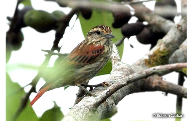 rufous-tailed_xenops