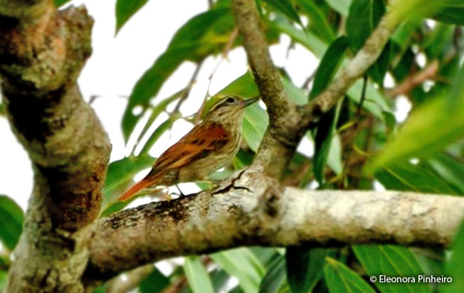 rufous-tailed_xenops