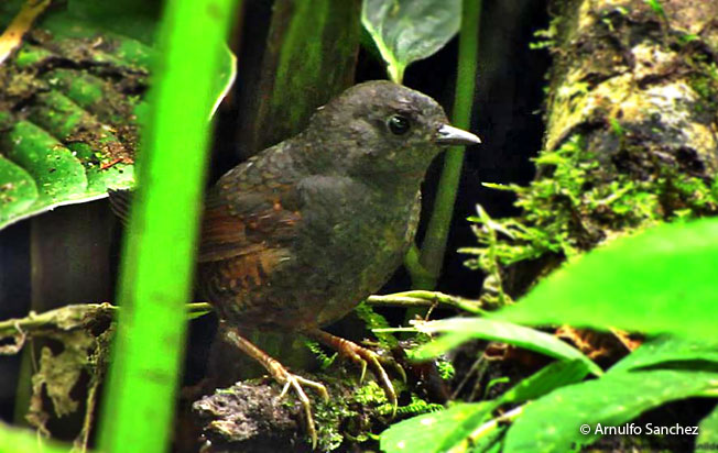 rufous-vented_tapaculo