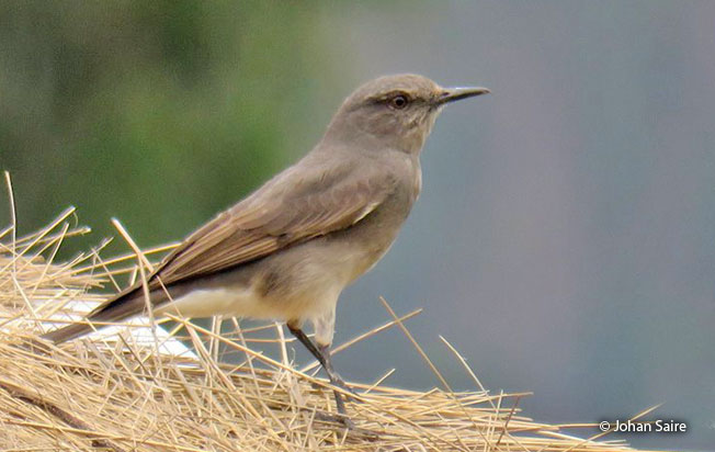 rufous-webbed_tyrant