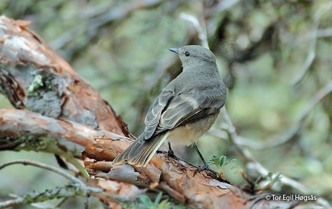 rufous-webbed_tyrant