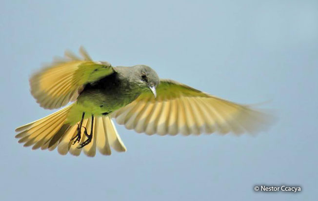 rufous-webbed_tyrant