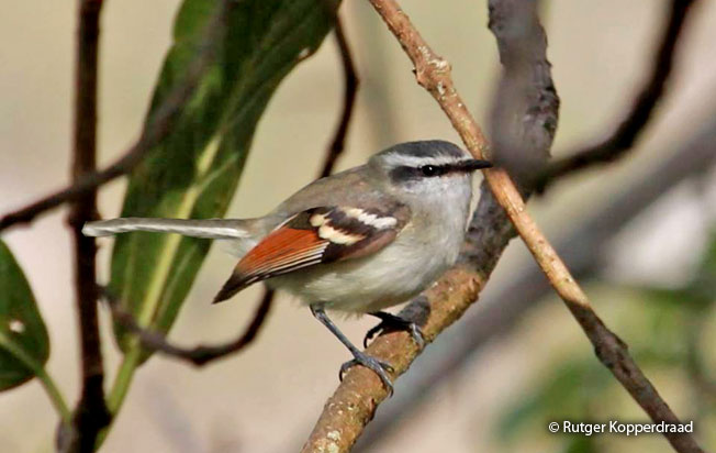 rufous-winged_tyrannulet
