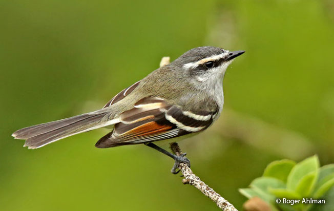 rufous-winged_tyrannulet