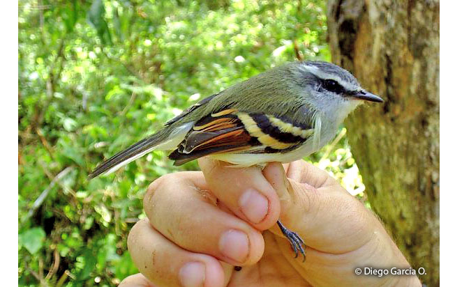rufous-winged_tyrannulet