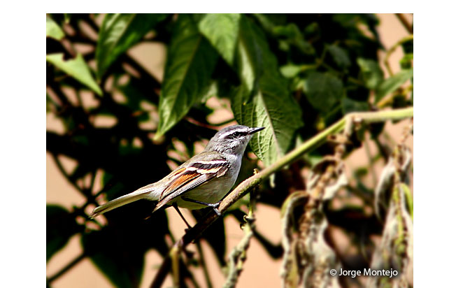 rufous-winged_tyrannulet