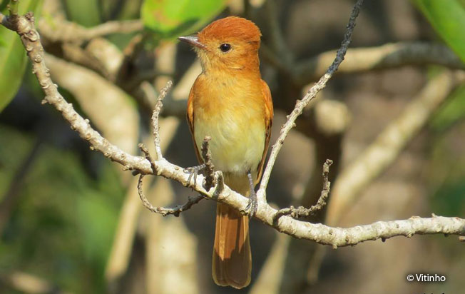 rufous_casiornis