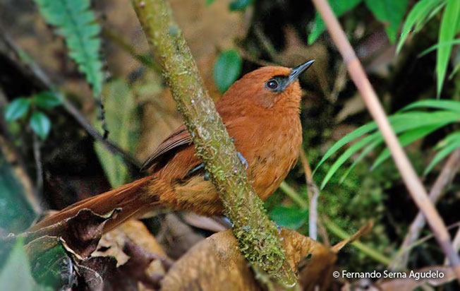 rufous_spinetail