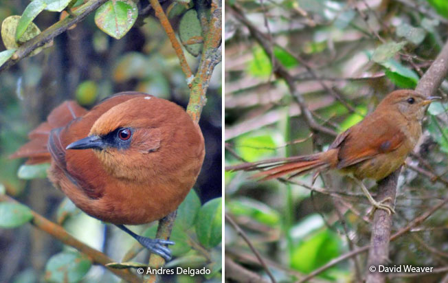 rufous_spinetail