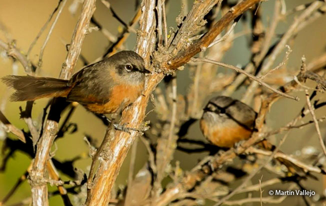russet-bellied_spinetail
