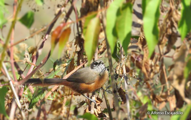 russet-bellied_spinetail