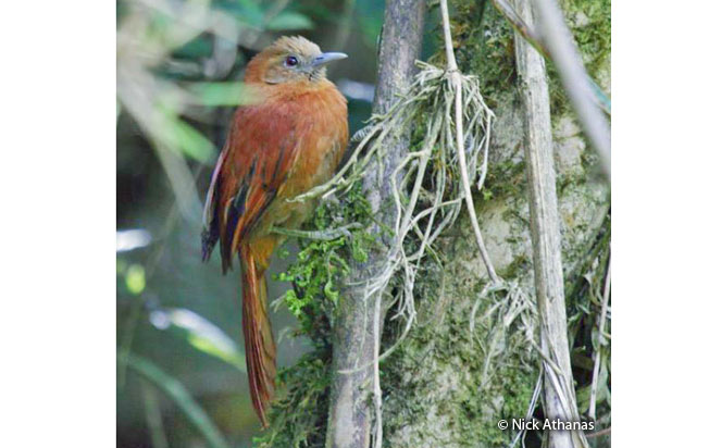 russet-mantled_softtail