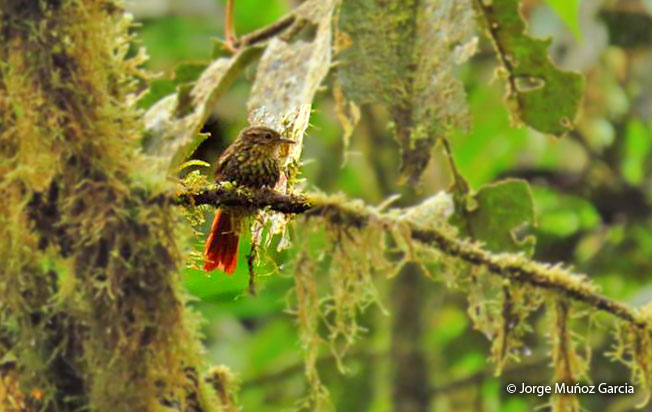 rusty-winged_barbtail