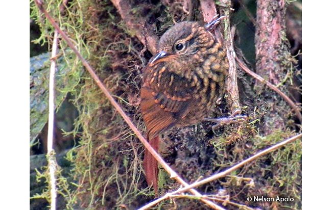 rusty-winged_barbtail