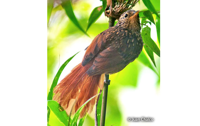 rusty-winged_barbtail