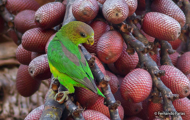 sapphire-rumped_parrotlet