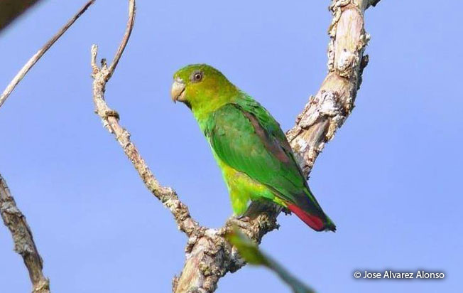 sapphire-rumped_parrotlet