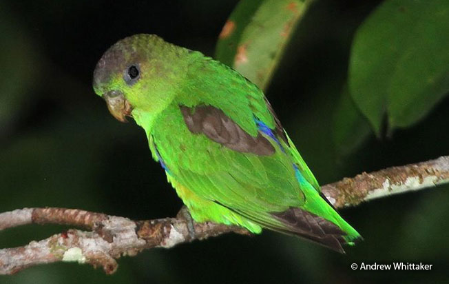 sapphire-rumped_parrotlet