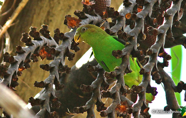 sapphire-rumped_parrotlet