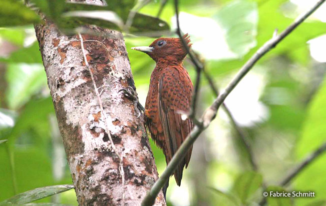 scale-breasted_woodpecker