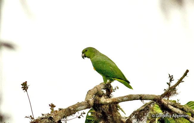 scaly-naped_parrot