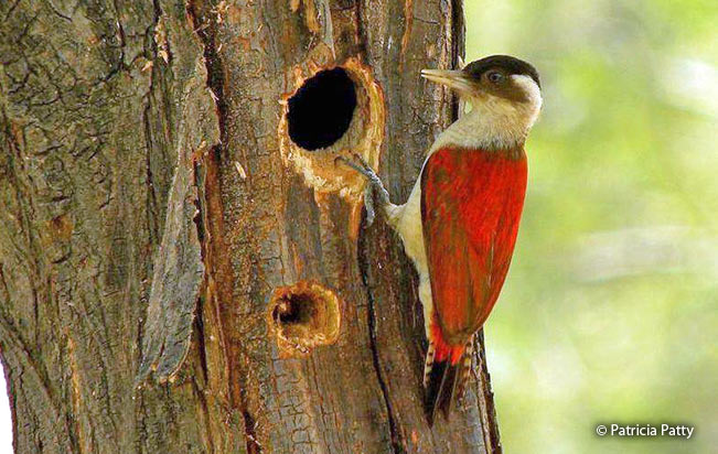scarlet-backed_woodpecker