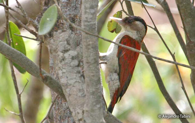 scarlet-backed_woodpecker