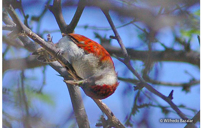 scarlet-backed_woodpecker