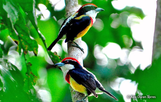 scarlet-banded_barbet