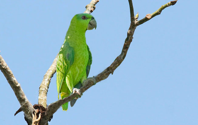 short-tailed_parrot