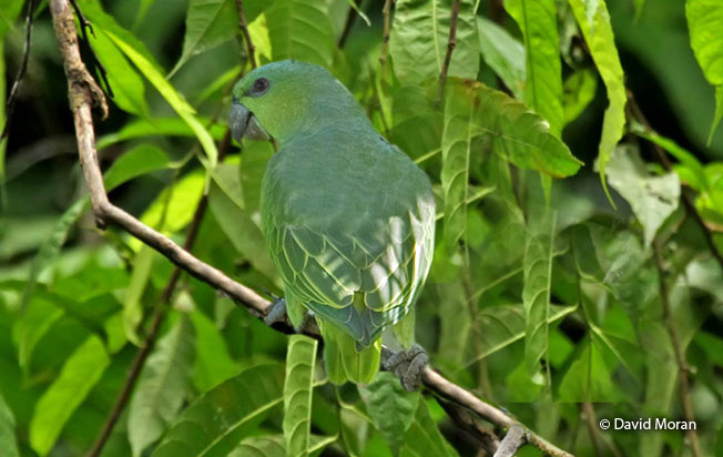 short-tailed_parrot