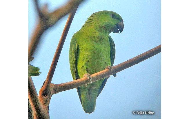 short-tailed_parrot