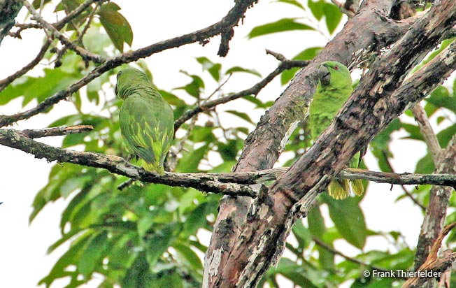 short-tailed_parrot