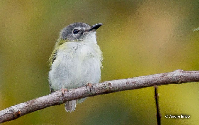 short-tailed_pygmy-tyrant