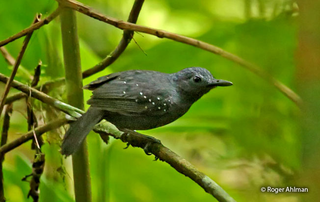 slate-colored_antbird