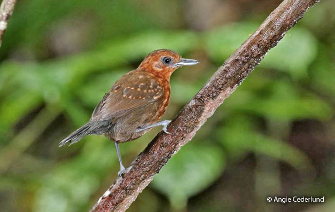 slate-colored_antbird