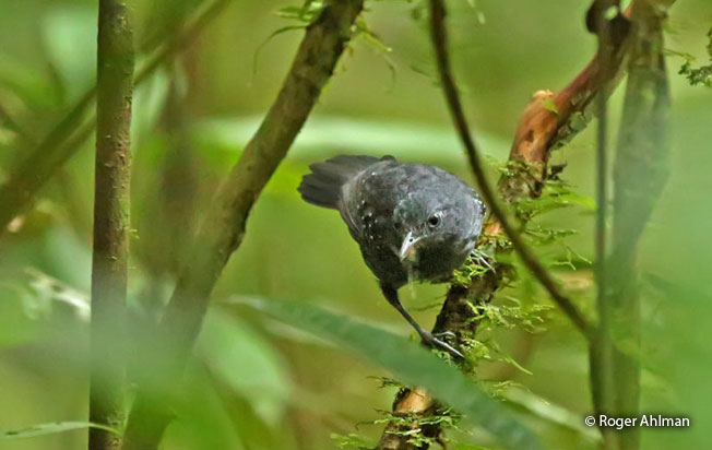 slate-colored_antbird