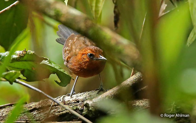 slate-colored_antbird