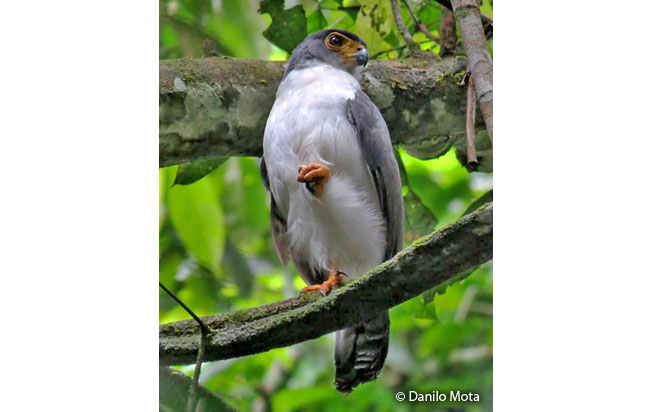 slaty-backed_forest-falcon