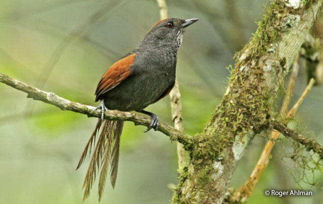 slaty_spinetail