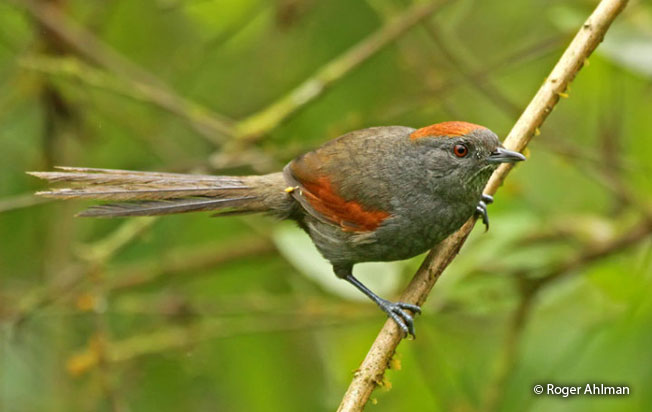 slaty_spinetail